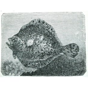 Antikvariske lystfiskerbøger